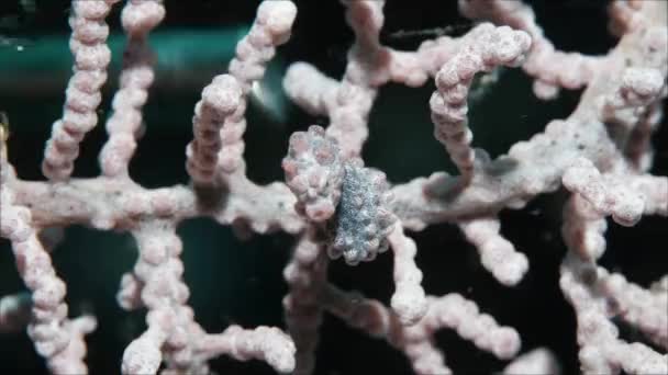 A red pygmy seahorse hanging off of a coral branch — Stock Video