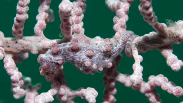 Un caballito de mar pigmeo rojo colgando de una rama de coral — Vídeos de Stock