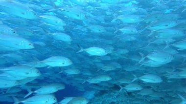 Su altında yiyecek aramak için mavi arka planda bulunan ton balığı sürüsü. Yavaş çekim..