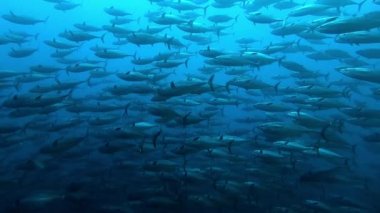 Su altında yiyecek aramak için mavi arka planda bulunan ton balığı sürüsü. Yavaş çekim..