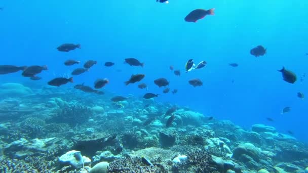 Школа тунця на синьому тлі морської під водою в пошуках їжі. Повільний постріл . — стокове відео