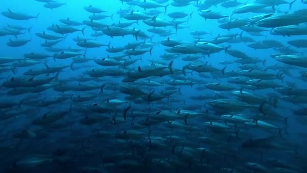 Escuela de atún sobre fondo azul de mar bajo el agua en busca de alimento. Disparo en cámara lenta. — Vídeos de Stock