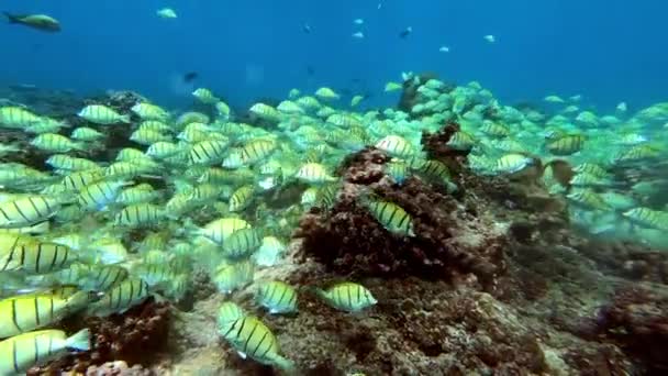 Escuela de atún sobre fondo azul de mar bajo el agua en busca de alimento. Disparo en cámara lenta. — Vídeos de Stock