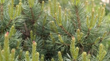 Bahçedeki kır çiçekleri