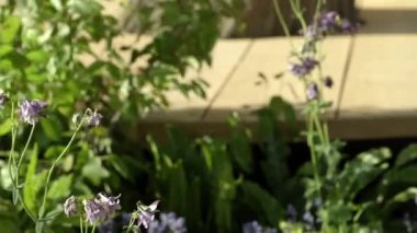 Bahçedeki kır çiçekleri