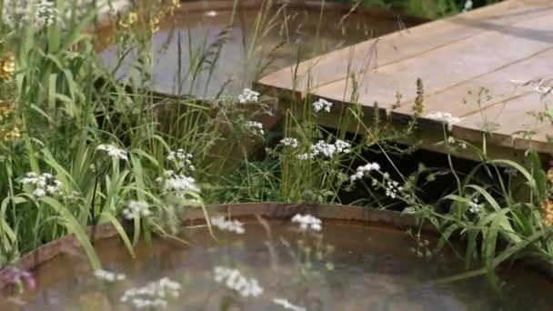 庭の野草 — ストック動画