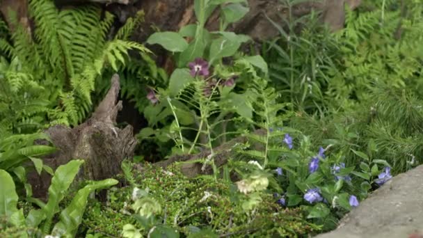 Flores silvestres en el jardín — Vídeos de Stock