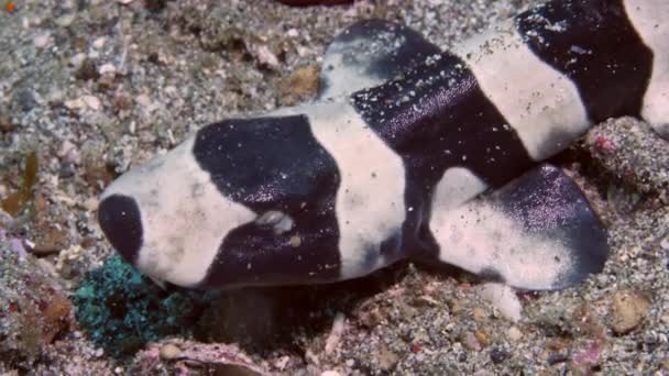 Retrato bebé recién nacido gato tiburón coral catshark Atelomycterus marmoratus en la arena del mar. — Vídeos de Stock