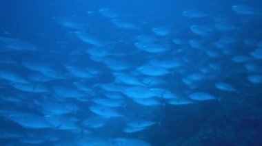 Su altında yiyecek aramak için mavi arka planda bulunan ton balığı sürüsü..