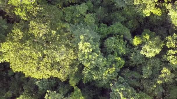 Landschaft aus der Luft schöne Cenote Doline. — Stockvideo