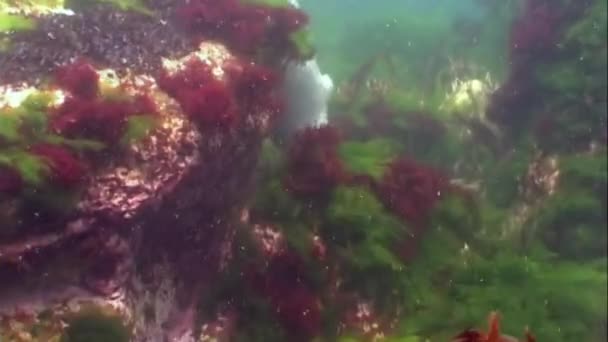 婴儿港湾有深色斑点的海豹鱼苗在冰冷的太平洋泥泞的水里游泳，在海藻丛生的草丛中觅食. — 图库视频影像