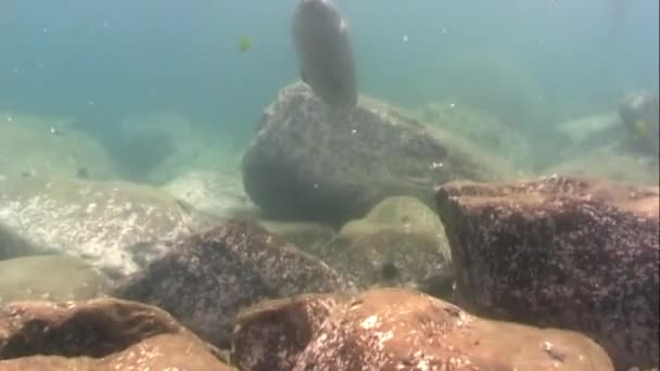 Sigillo Phoca largha con tinta grigia tuffo subacqueo in acqua fredda fangosa mare del Giappone in cerca di cibo al fondo roccioso di erba e boscaglie di alghe. — Video Stock
