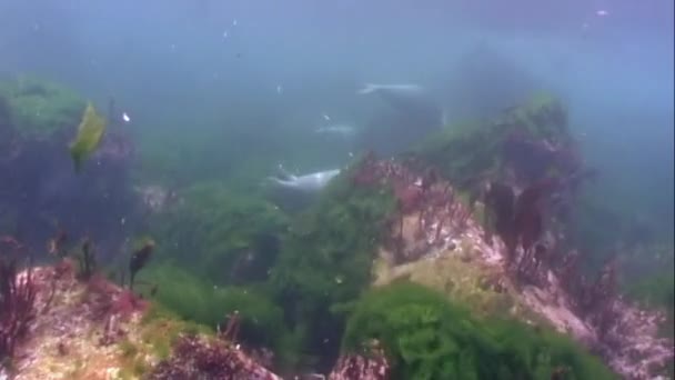 Baby Harbor Seal Phoca largha with dark spots color dive underwater in muddy cold water Océan Pacifique à la recherche de poissons au fond rocheux de l'herbe et des fourrés d'algues. — Video