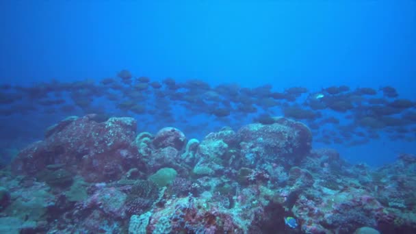 Ecole de thon sur fond bleu de mer sous-marine à la recherche de nourriture. — Video
