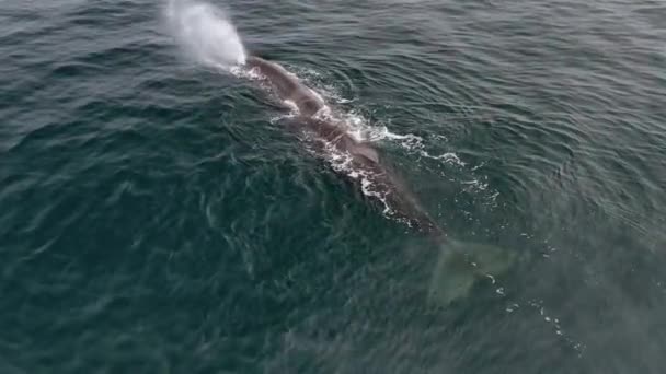 Een antenne opname van een walvis die water uitspuit.. — Stockvideo