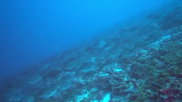 Escuela de atún sobre fondo azul del mar bajo el agua en busca de alimentos. — Vídeo de stock