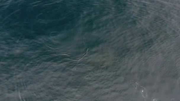Létající výstřel velryby Balaenoptera physalus — Stock video