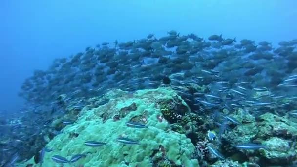 Escuela de atún pescado sobre fondo azul del océano mar bajo el agua en busca de alimentos. — Vídeos de Stock