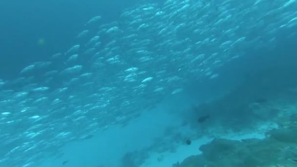 Школа тунця на синьому тлі морської під водою в пошуках їжі . — стокове відео