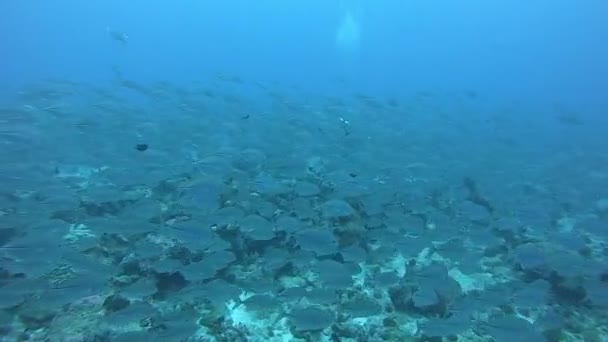 Escuela de atún sobre fondo azul del mar bajo el agua en busca de alimentos. — Vídeo de stock