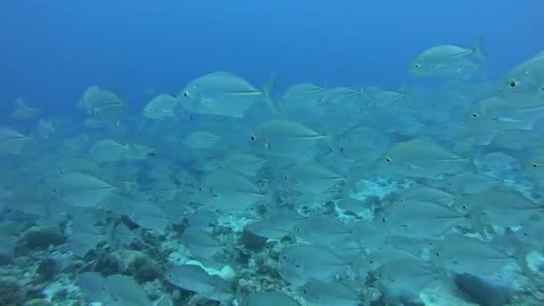 Su altında yiyecek aramak için mavi arka planda bulunan ton balığı sürüsü.. — Stok video