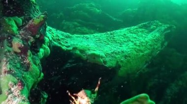 Suyun altındaki kerevit Baykal.