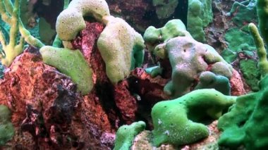 Yakın çekim sualtı endemik yeşil deniz süngeri Baykal Gölü 'nün dibinde Porifera.