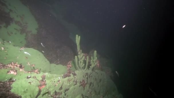 Porifera éponge marine Lubomirskiidae et Spongillidae sous-marines du lac Baïkal. — Video