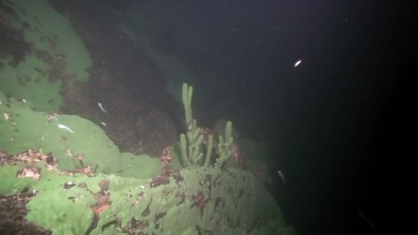 Porifera deniz süngeri Lubomirskiidae ve Spongillidae Baykal Gölü 'nün suları altında.. — Stok video