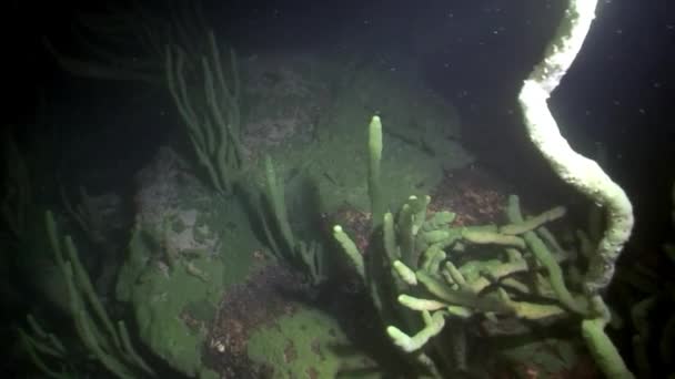 Porifera sea sponge Lubomirskiidae and Spongillidae underwater of Lake Baikal. — Stock Video