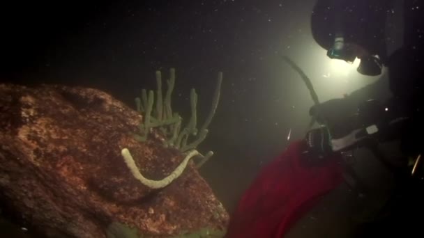 Esponja do mar de Porifera Lubomirskiidae e Spongillidae subaquático do Lago Baikal. — Vídeo de Stock