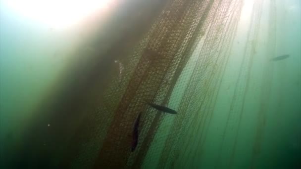 Disparo submarino de peces vivos omul enredado en la red de pesca en el lago Baikal. — Vídeo de stock