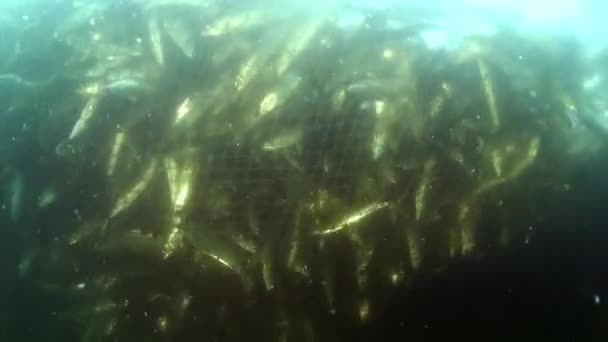 Рибна сітка з великою кількістю живих риб омулюється в рибальській сітці під водою на озері Байкал.. — стокове відео