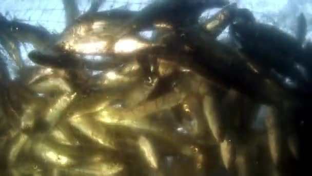 Disparo submarino de peces vivos omul en la red de pesca en el lago Baikal. — Vídeos de Stock