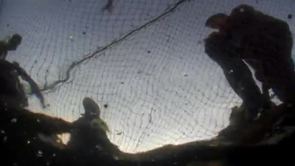Tiro subaquático de omul peixes vivos na rede de pesca no Lago Baikal. — Vídeo de Stock