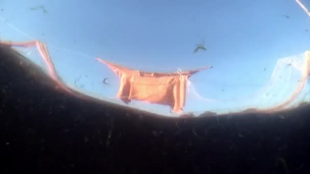 Visnet met veel levende vis omul in visnet onderwater aan het Baikalmeer. — Stockvideo