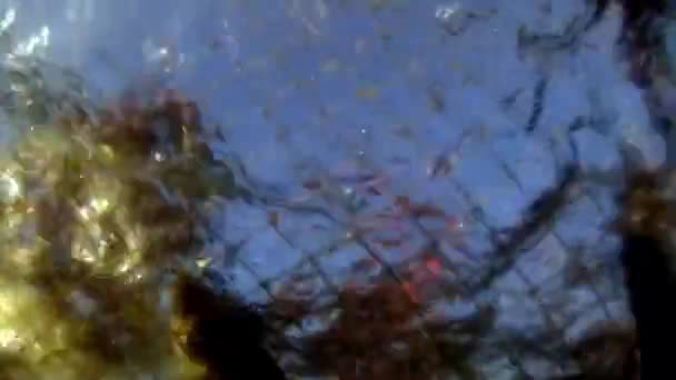 Sieć rybacka z mnóstwem żywych ryb omul w sieci rybackiej pod wodą nad jeziorem Bajkał. — Wideo stockowe