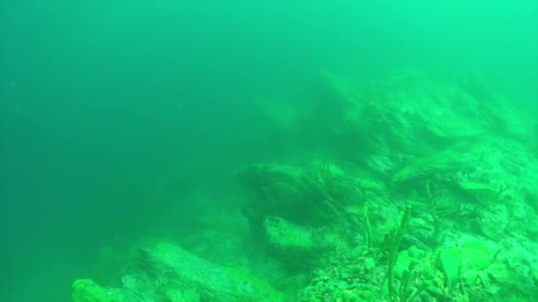 Подводная губка Байкала. — стоковое видео