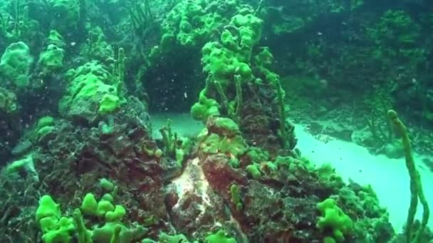 Крупный план подводной эндемичной зеленой морской губки Porifera на дне озера Байкал. — стоковое видео