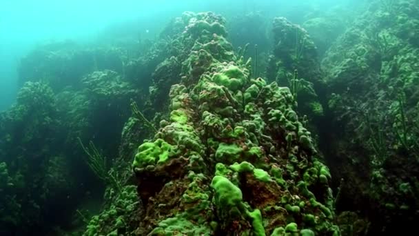 Baykal gölünün sualtı süngeri.. — Stok video