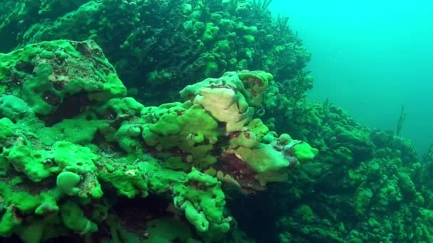 Primer plano bajo el agua endémica esponja de mar verde Porifera en el fondo del lago Baikal. — Vídeo de stock