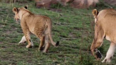 Bir aslan sürüsü Afrika 'nın bozkırlarında safaride oturuyor..