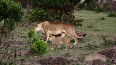 Bir aslan sürüsü Afrika 'nın bozkırlarında safaride oturuyor..