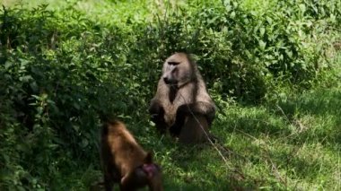 Maymunlar bir Afrika tarlasında oturuyorlar.