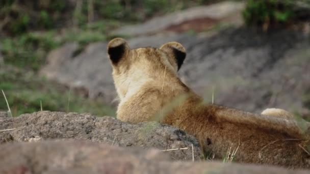 O mândrie de lei stă pe câmpiile de savană din Africa pe safari . — Videoclip de stoc