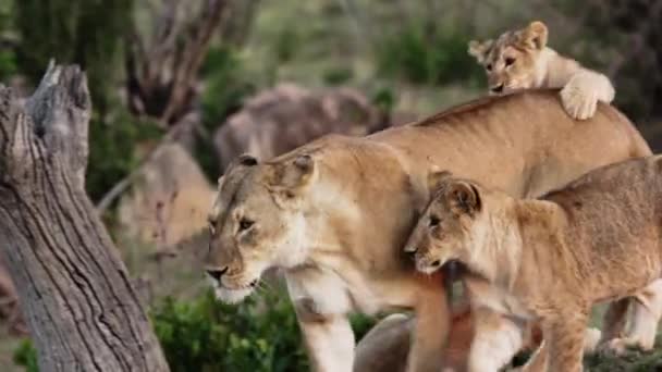 Een trots leeuwen zit op de savanne vlakten van Afrika op safari. — Stockvideo