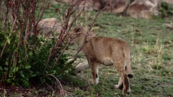 사파리에 있는 아프리카 의대 초원에 는 사자 떼가 앉아 있다. — 비디오
