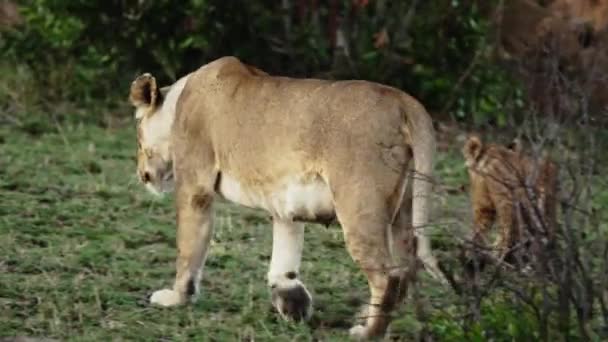 Een trots leeuwen zit op de savanne vlakten van Afrika op safari. — Stockvideo