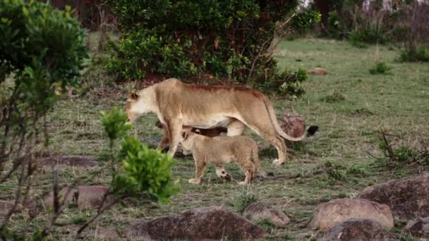 En stolthet av lejon sitter på savannslätterna i Afrika på safari. — Stockvideo