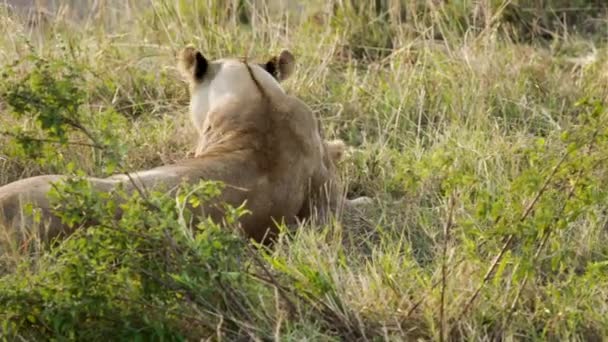 Duma lwów siedzi na sawannach równin Afryki na safari. — Wideo stockowe